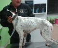 Ρόδος: Έσωσαν το σκελετωμένο σκυλί μετά την έκκληση που έκαναν οι φαντάροι
